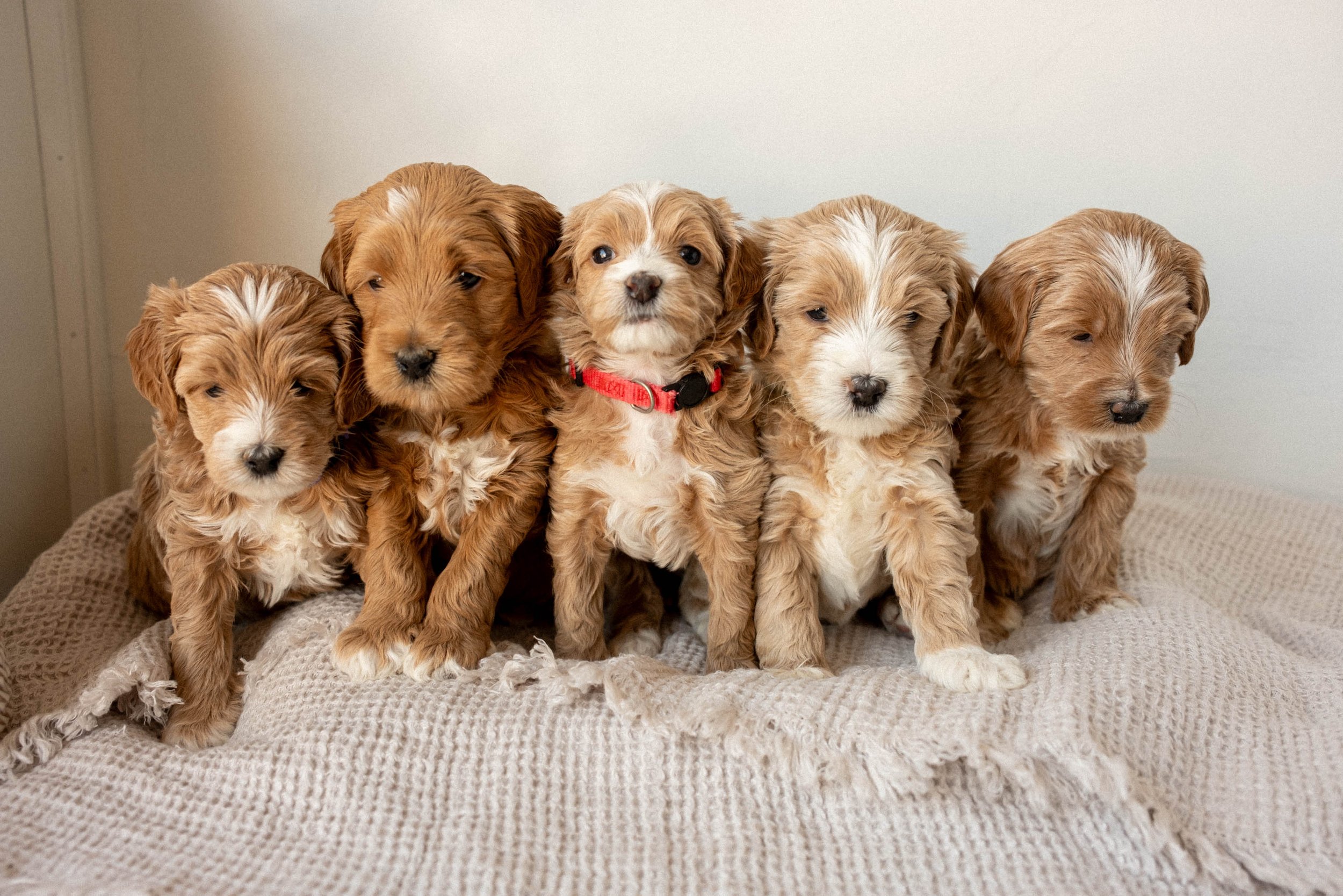 Past Litters in Phoenix, AZ | Daisy Mountain Doodles